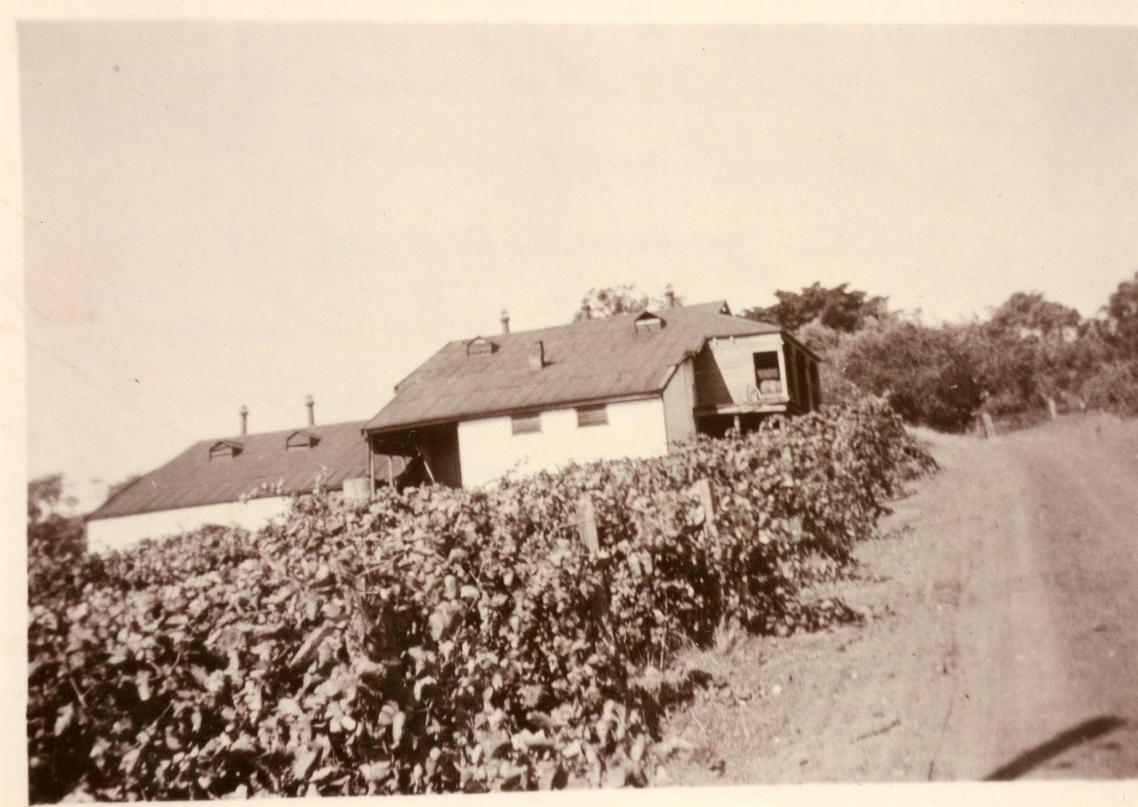 Photograph of Derry Na Sura vineyard, with grape vines growing in front of vineyard buildings towards the rear of the photo. Trees are growing behind the buildings