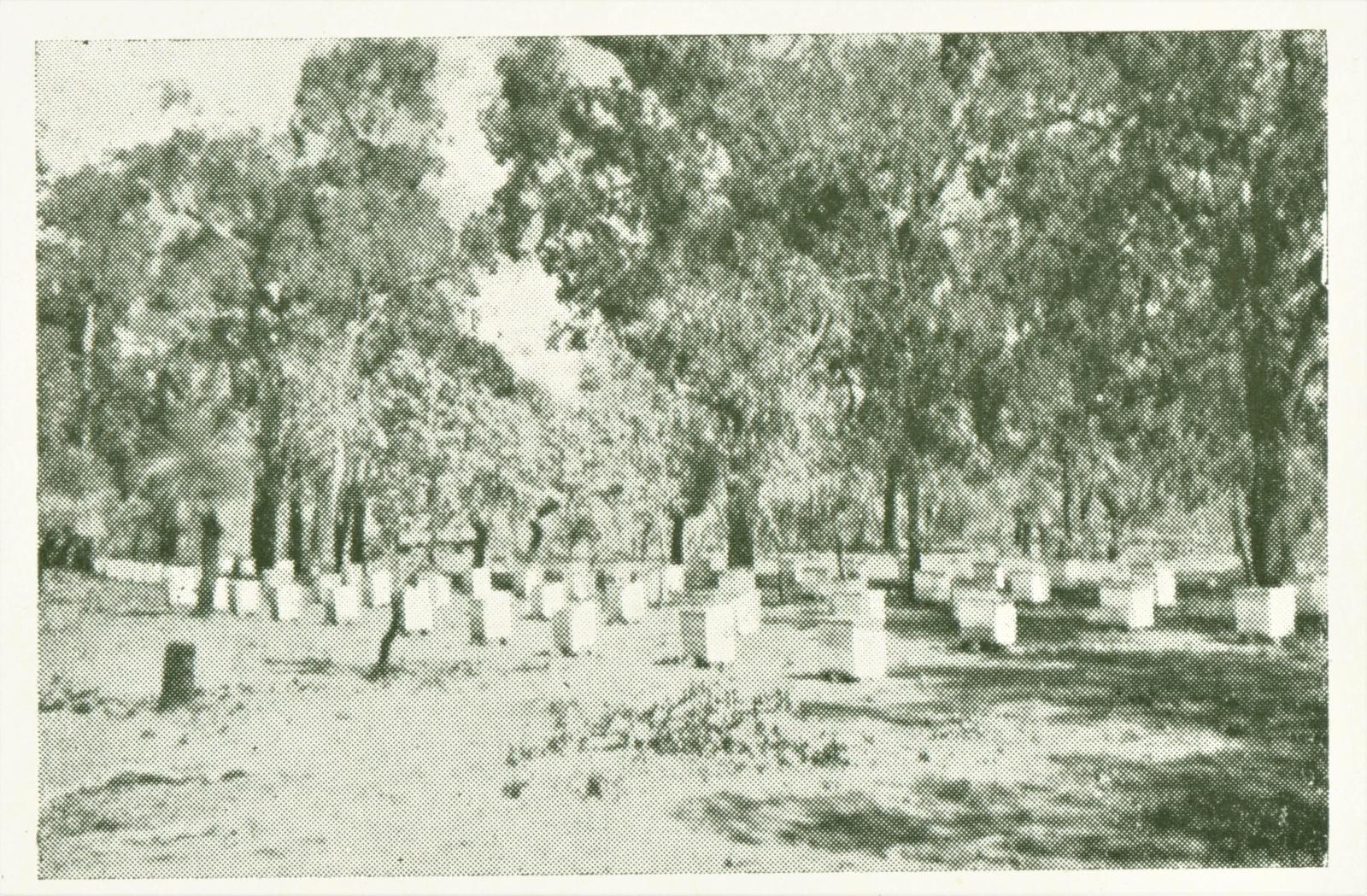 Cook family apiary