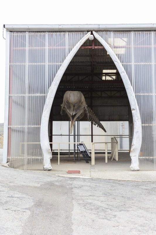 sperm whale skeleton