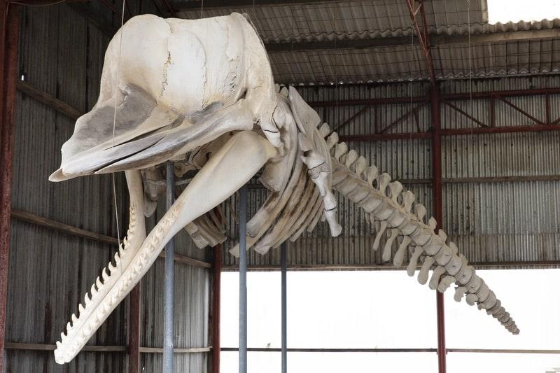 sperm whale skeleton