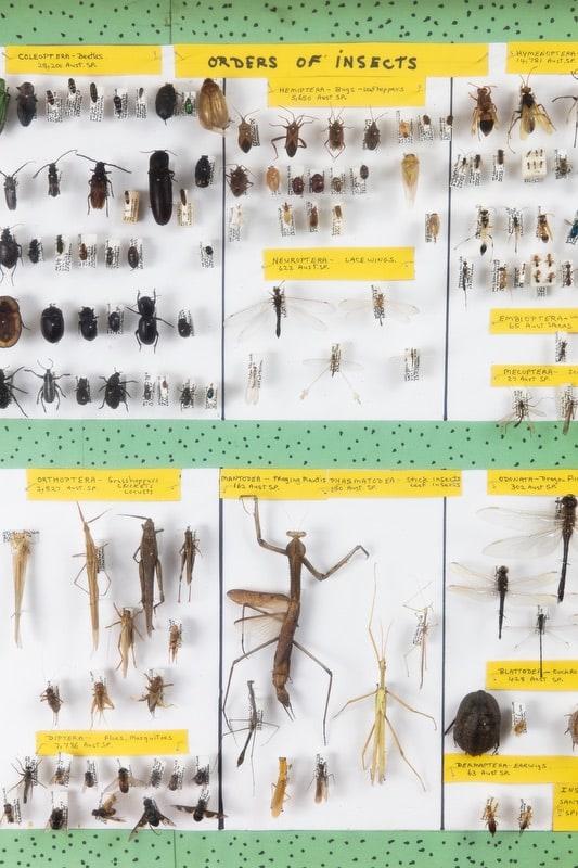 Collection of dead insects