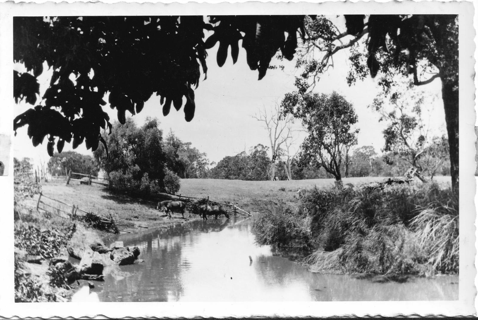 Horses on the banks of the Vasse River at “Cattle Chosen” Photo 0889 BHS Archive