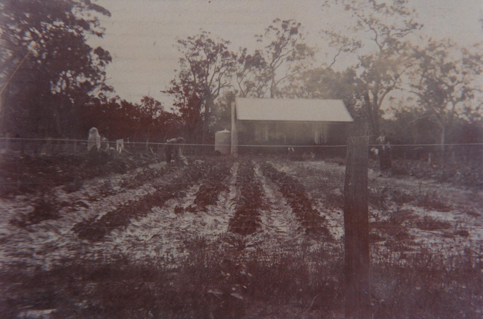 A field of vegetables in front of a Group Settlement House. Photo 0396 BHS Archive