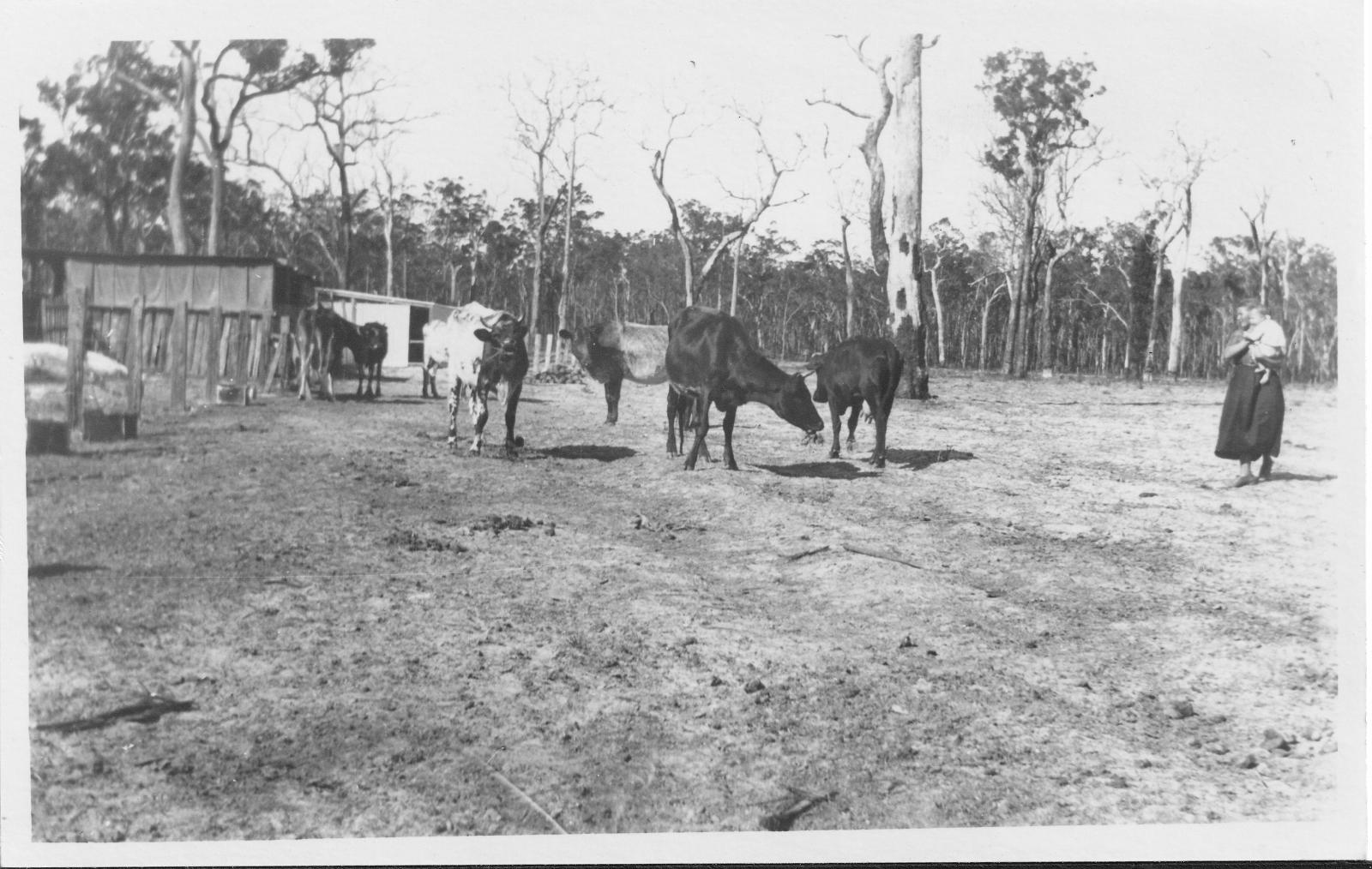 Cows waiting for feed and milking on a Group Settlement farm. Photo 0540 BHS Archive