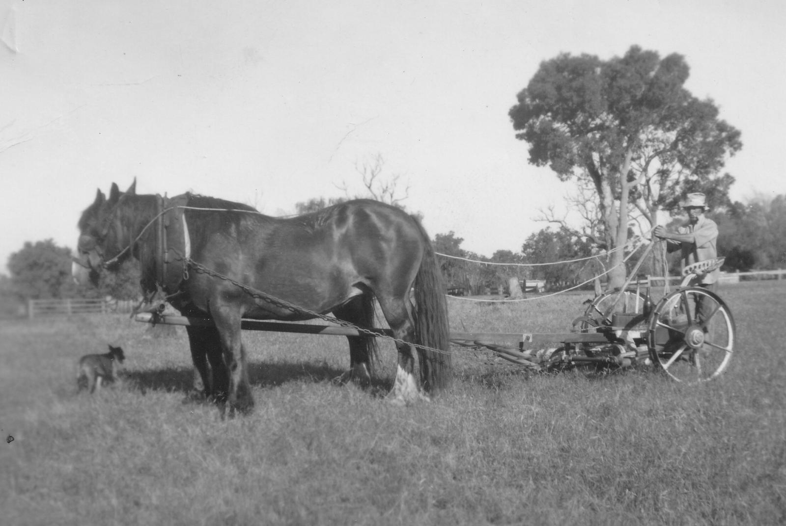 Thomas Price riding his first hay mower cutting hay at his farm in Ambergate. Photo 3635 from BHS Archive