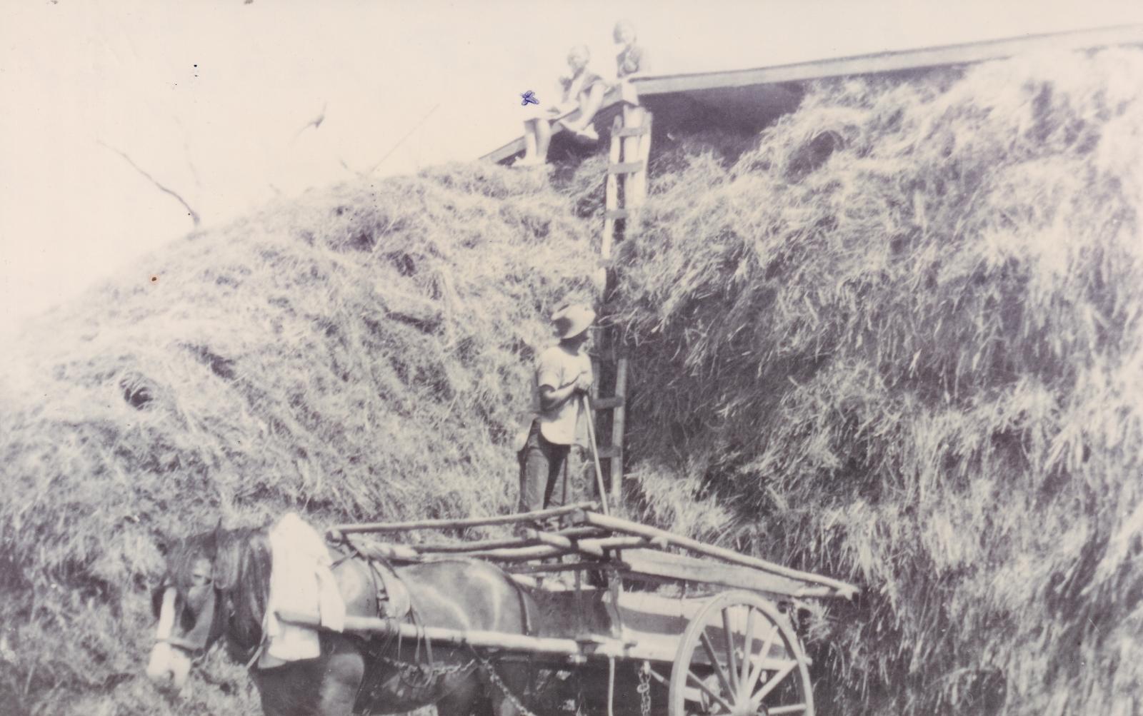 Before hay bales haystacks looked like this one at the Johnson farm Group 15 c1935. Photo 2305 from BHS Archive