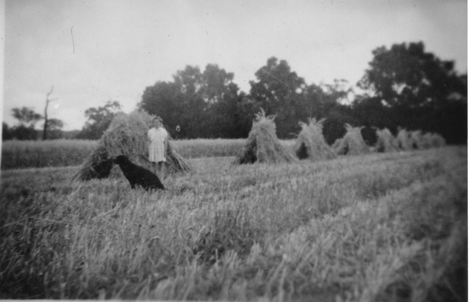 Glenys Jones and dog standing next to a “stook” at David Jones Dunsborough farm, 1956. Photo 3556 from BHS Archive