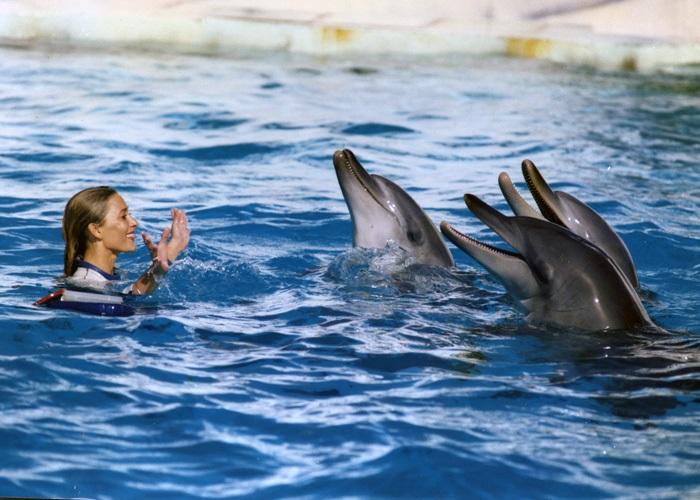 PD02447 - Trainer and dolphins - Atlantis Marine Park