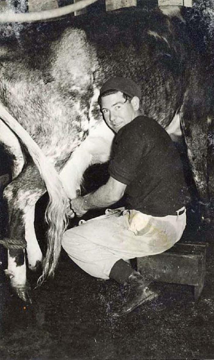 PD2842 - Jack Neville milking a cow at Buckingham House 