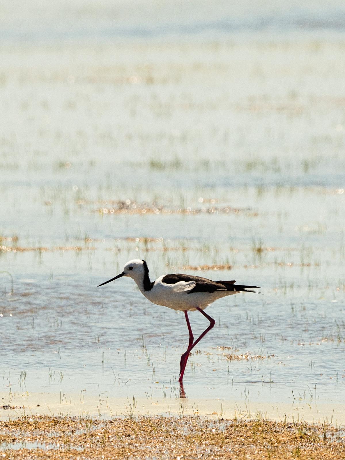 Bird at Lake Jandakot