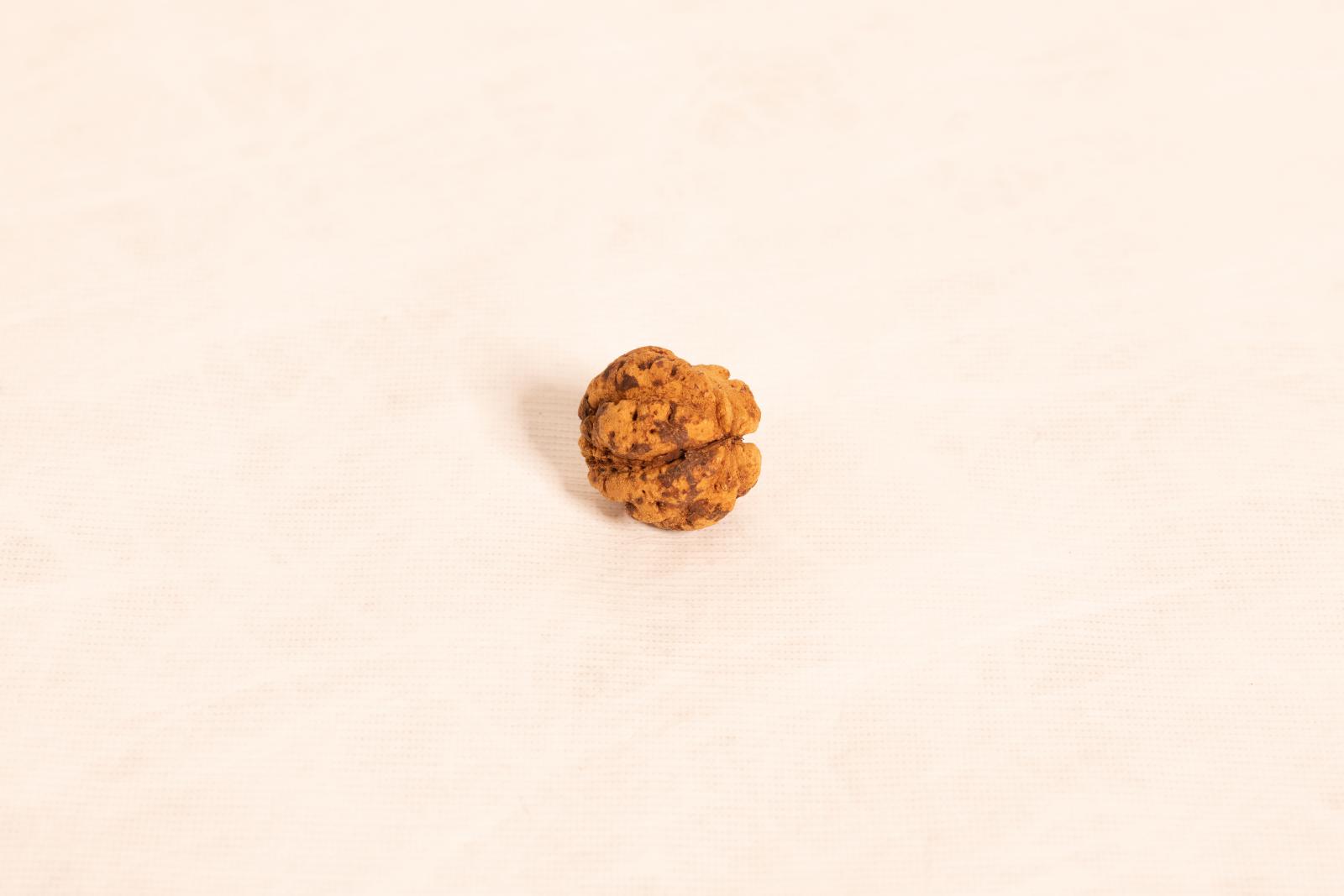 Small circular Quandong seed, with light and dark brown colouring and dimpled surface. Seed is used for a necklace.