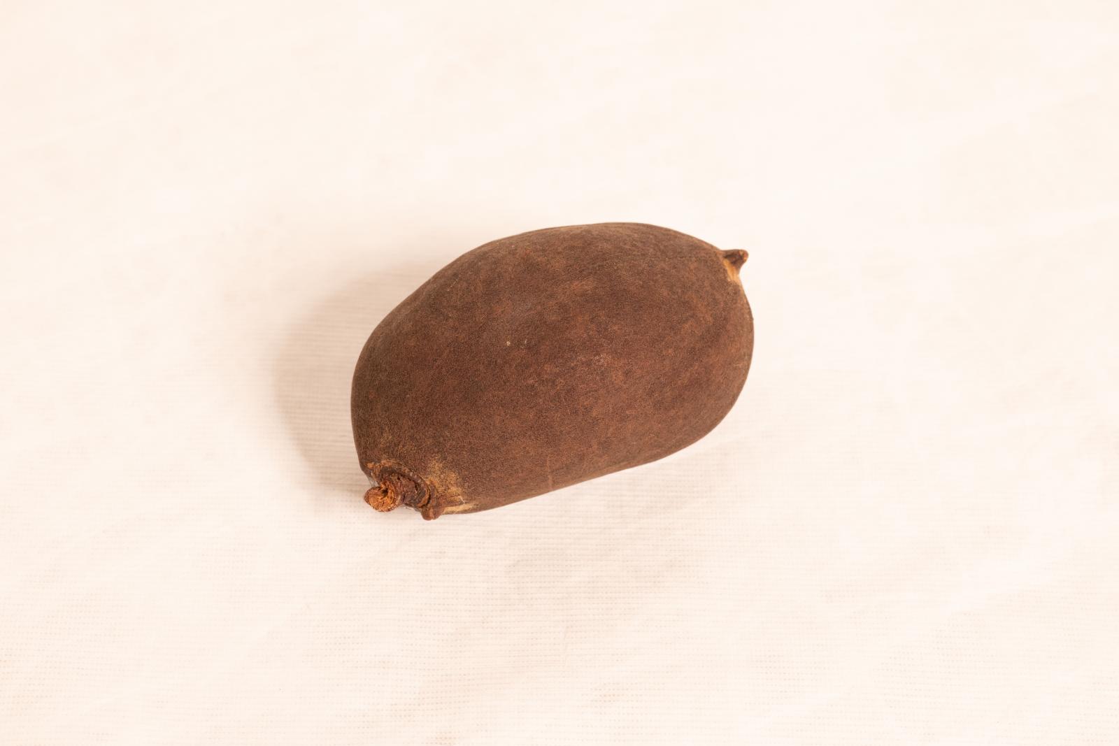 Round boab tree nut with smooth dark brown surface and small pointed projection from one end.