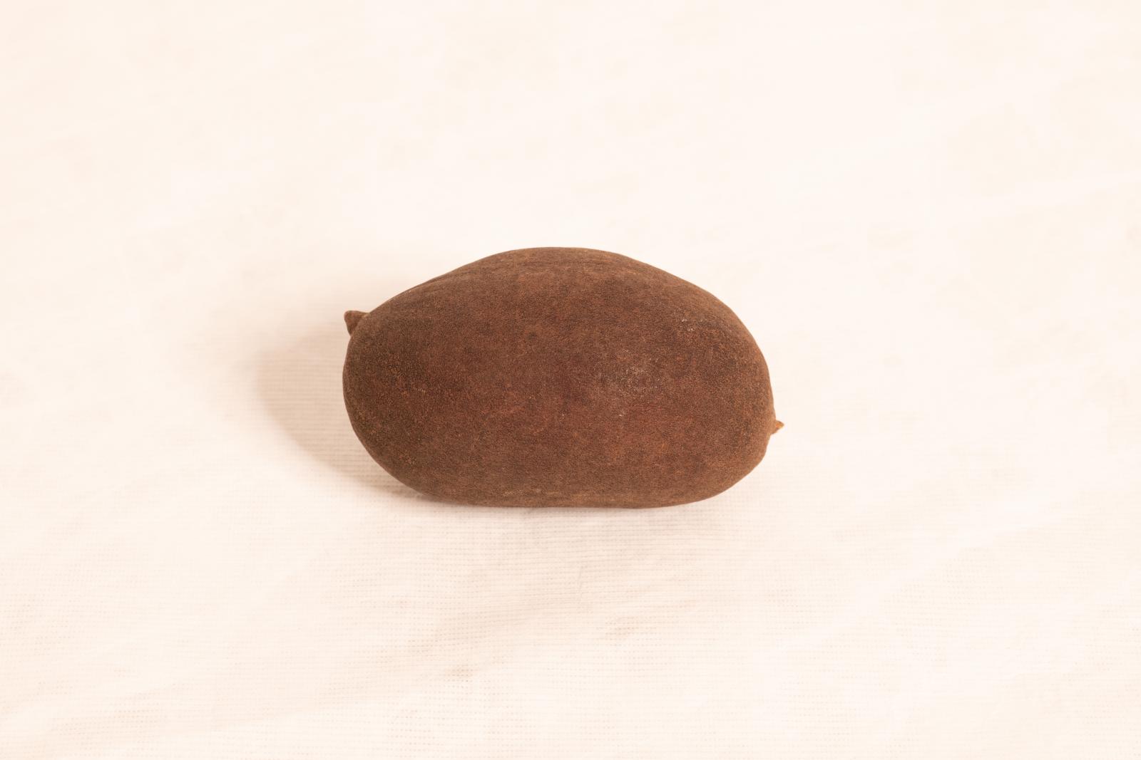 Round boab tree nut with smooth dark brown surface and small pointed projection from one end.