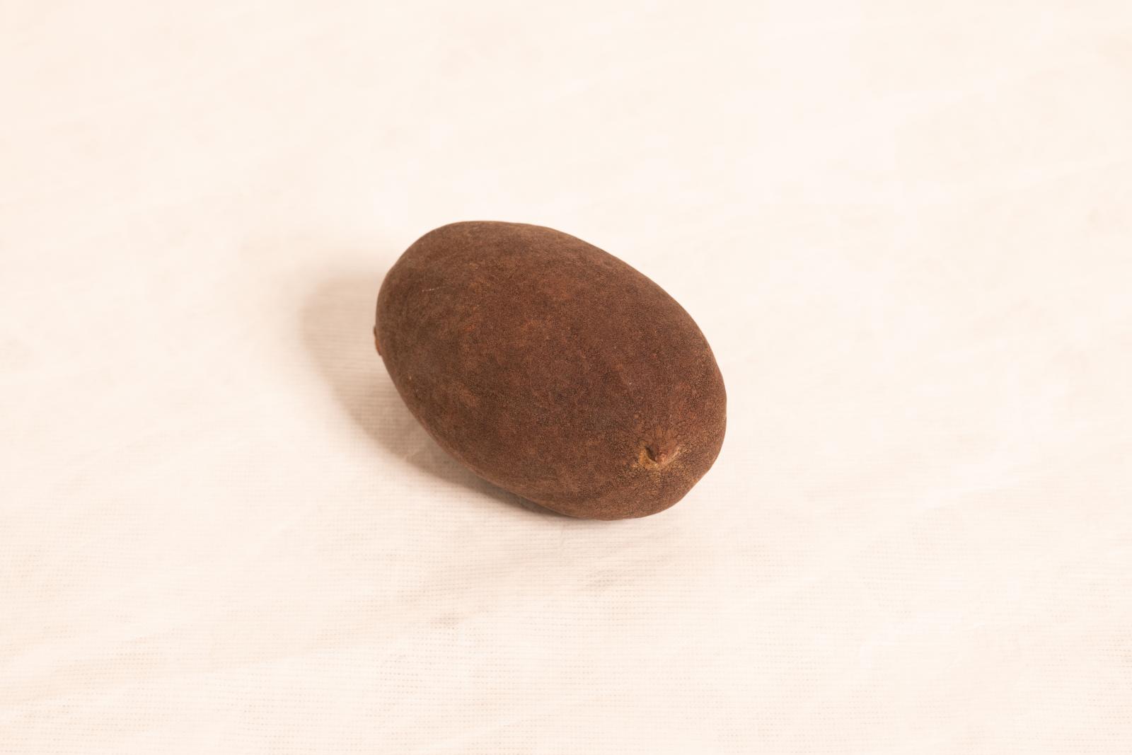 Round Boab tree nut with smooth dark brown surface and small pointed projection from one end.