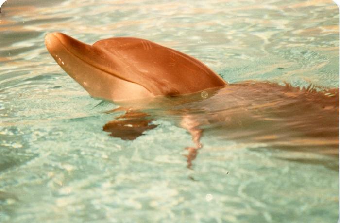 PD03918 - Dolphins in Residence, Atlantis Marine Park