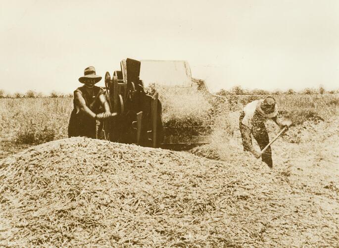 A 1915 HV McKay hand Winnower in action in the field in Victoria. Photo 98431 Museums Victoria