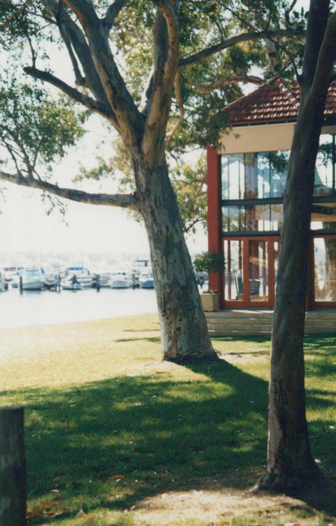 large trees and grass with water and boats behind them