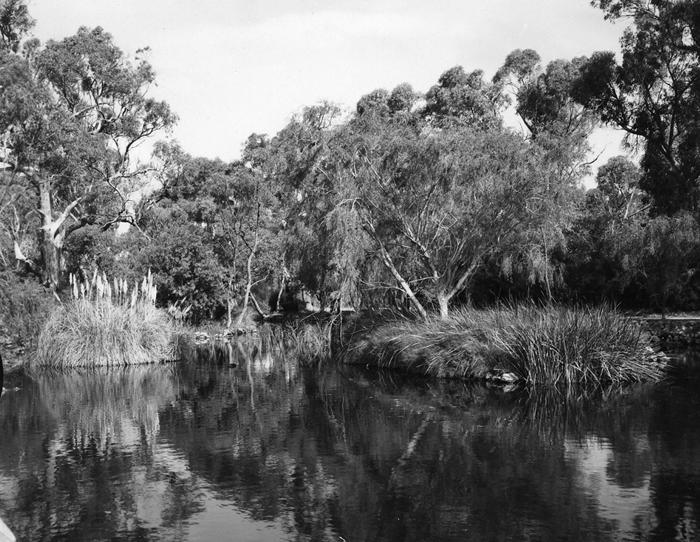 PD00386 - Loch McNess, Yanchep National Park