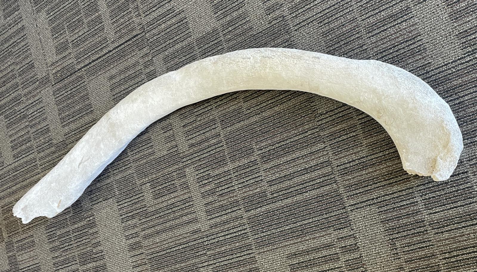 Partial Whale Rib Bone