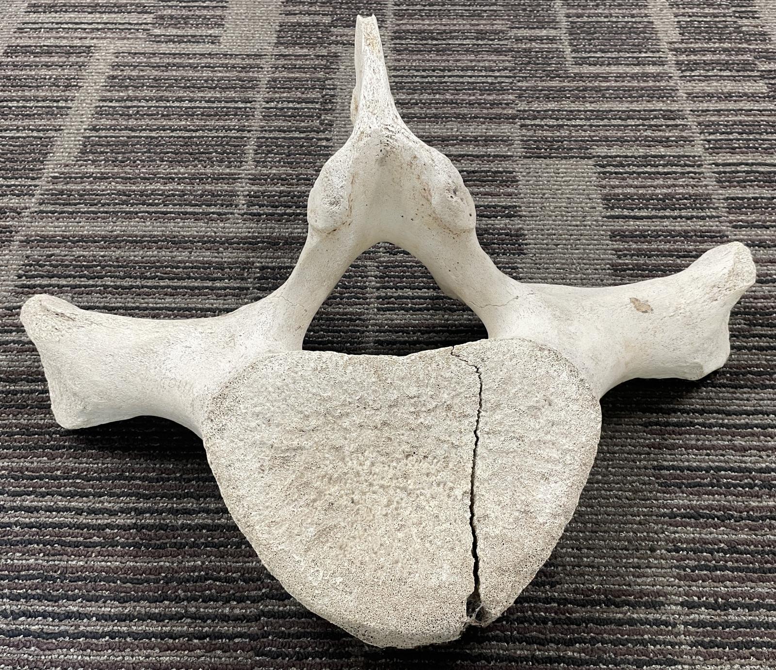 Whale Vertebra