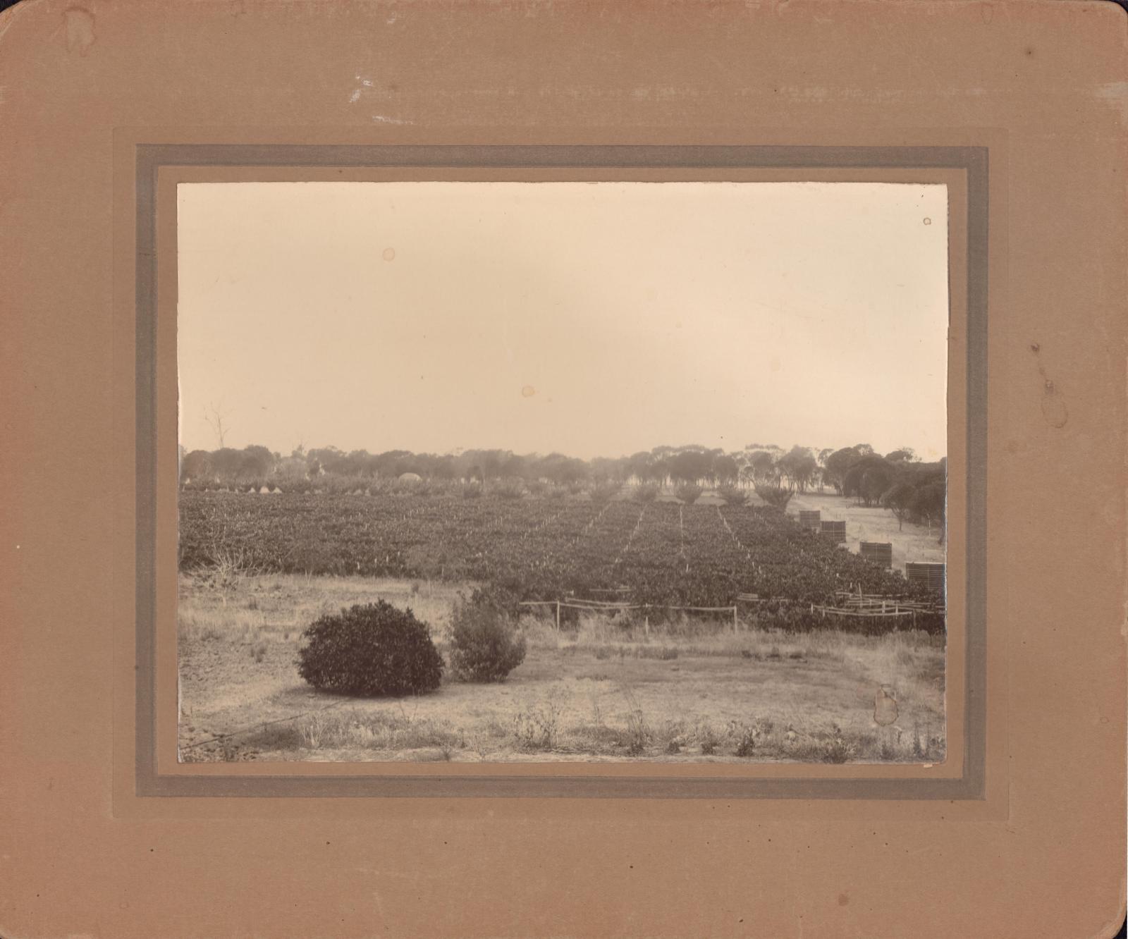 Currant and sultana vineyard at Woodanilling