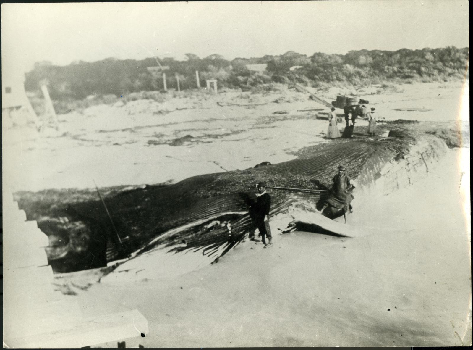 Beached blue whale at Busselton