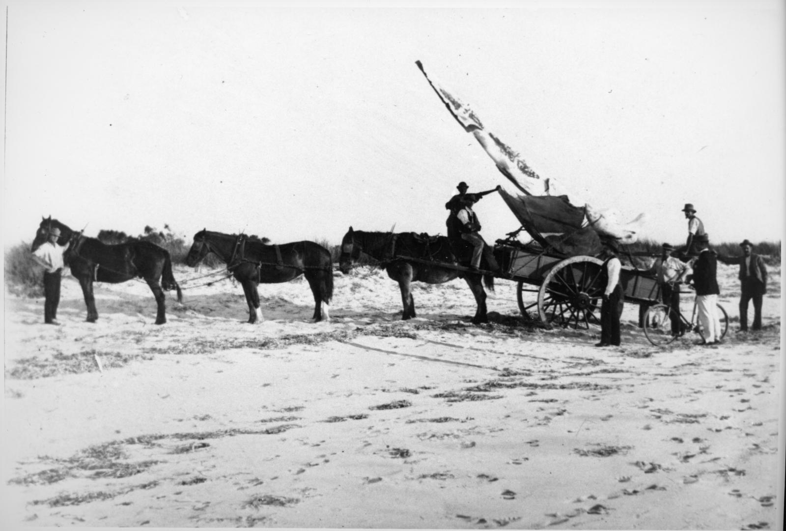 Horse and cart transporting the blue whale skeleton