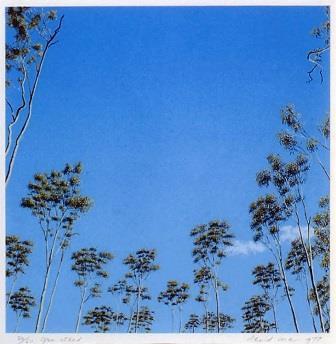 View looking up, showing tree tops and blue sky