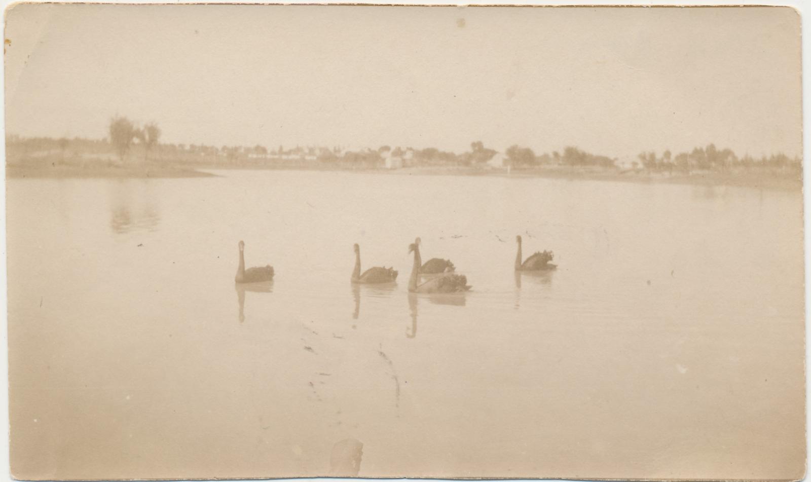 Swans on Piesse Dam