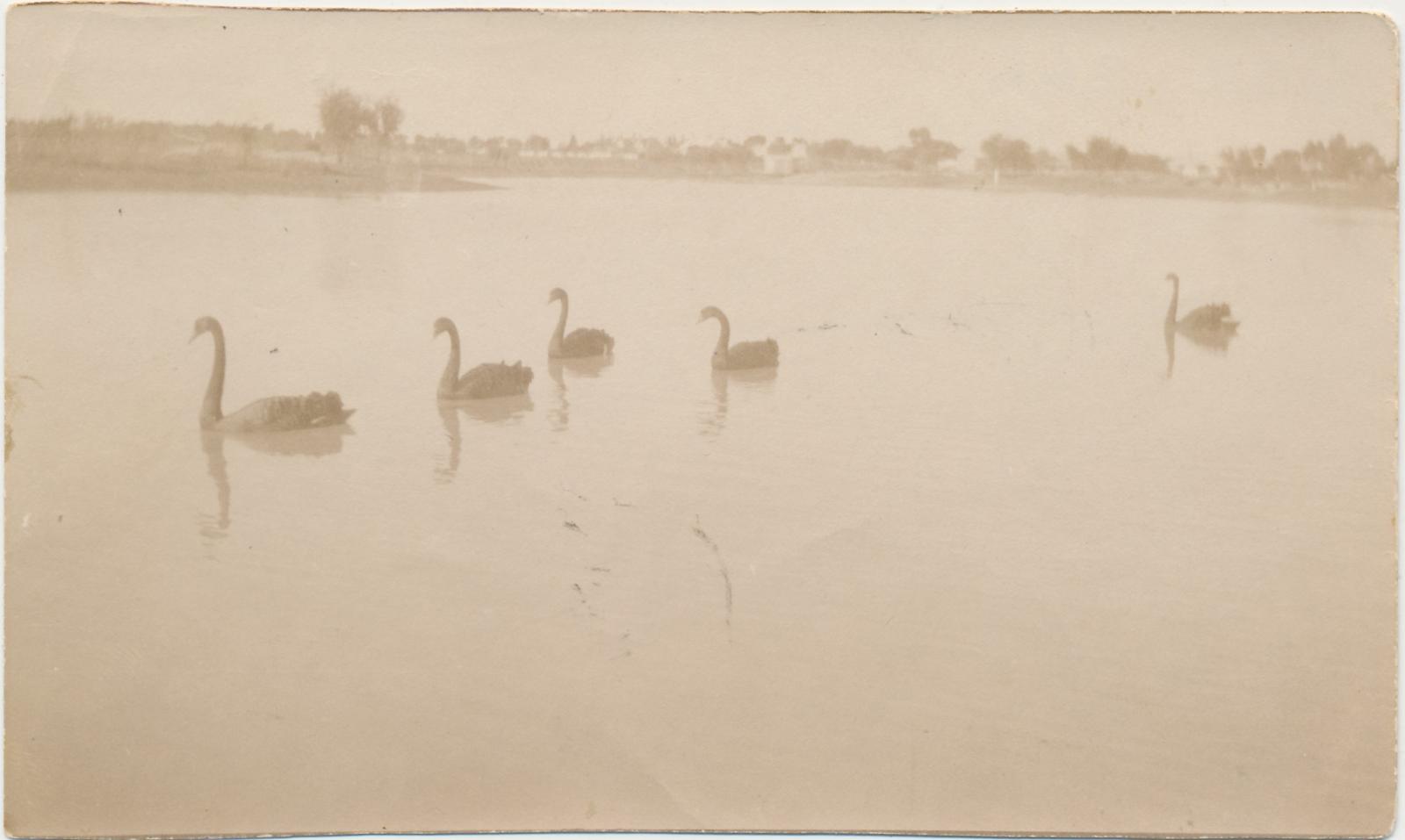 Swans on Piesse Dam