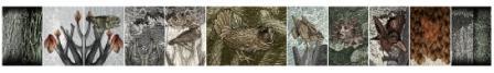 12 prints depicting birds and trees