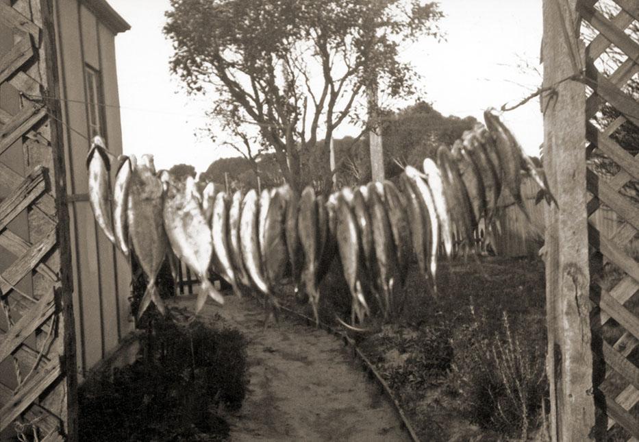 Fish Drying