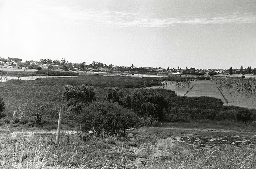 Butler's Swamp From Alfred Road During Infill