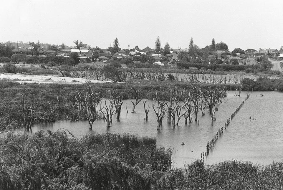 View Across Butler's Swamp To Christ Church Showing Stirling Road