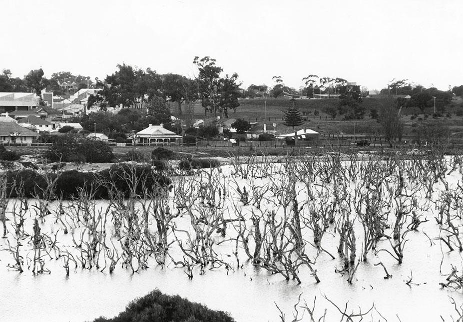 View Across Butler's Swamp To Elliot Road And Claremont Oval