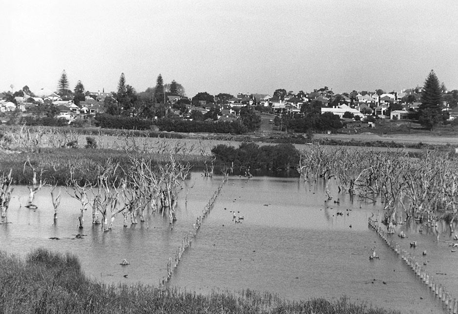 Flooded Section Of Stirling Road Butler's Swamp