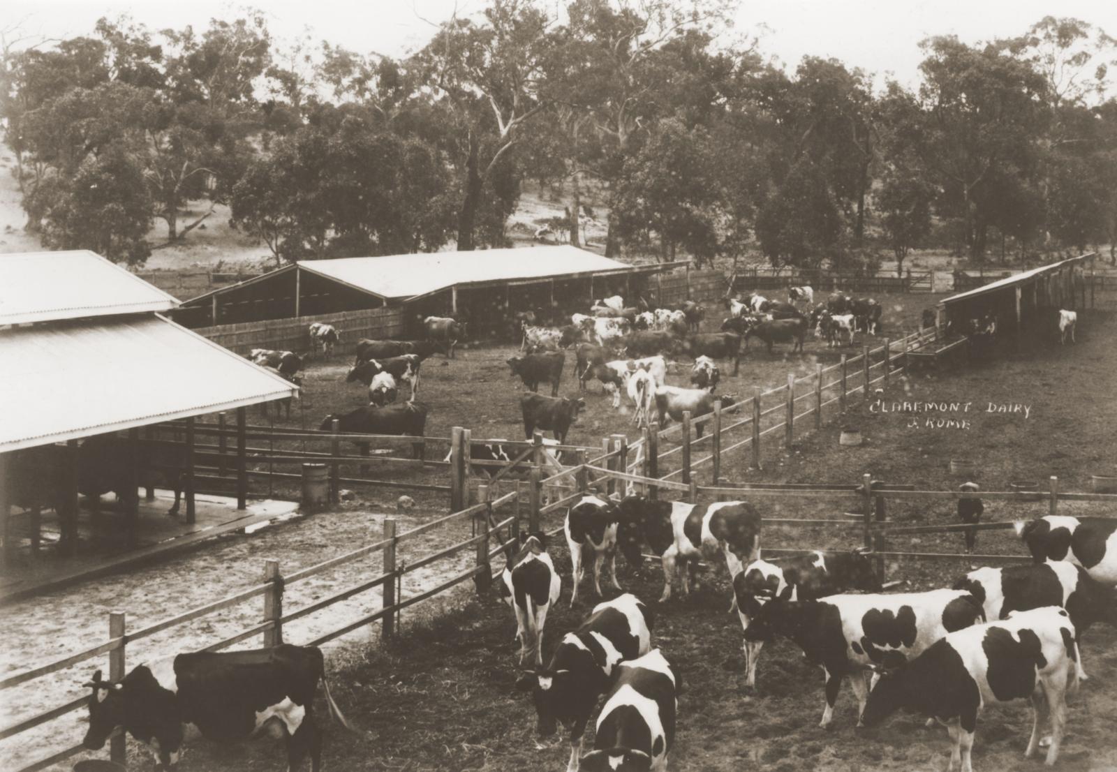 Dairy Cows, Rome's Dairy, Claremont