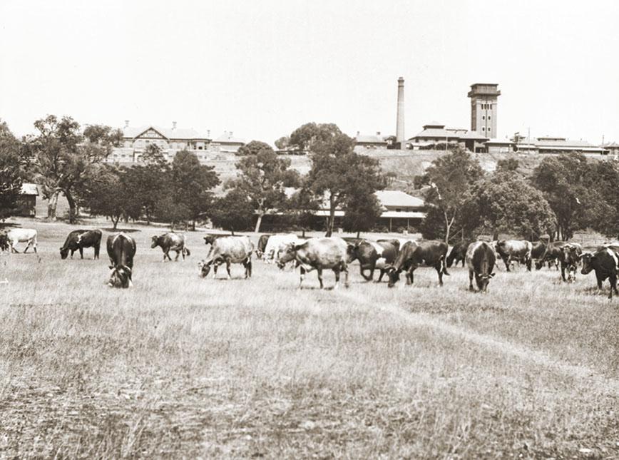 Claremont Hospital For The Insane Dairy Cows