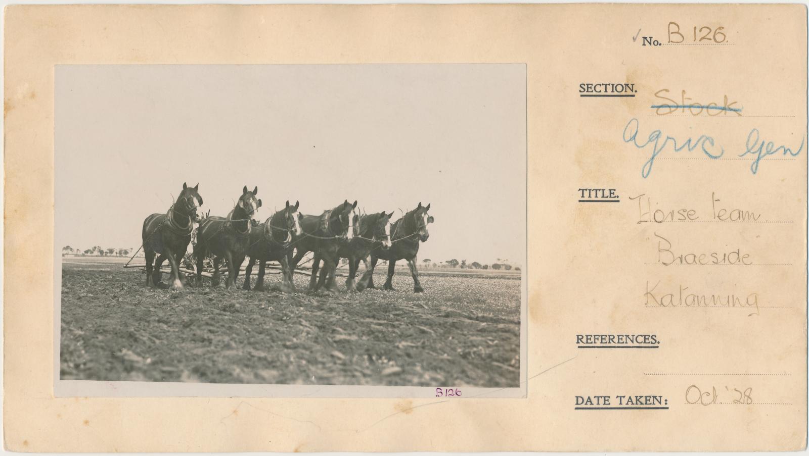 Horse team Braeside Katanning