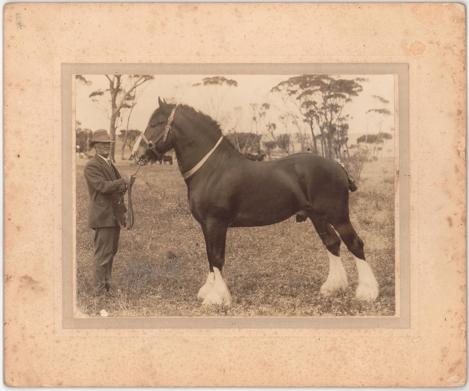 Jimmy Treasure and his clydesdale horse