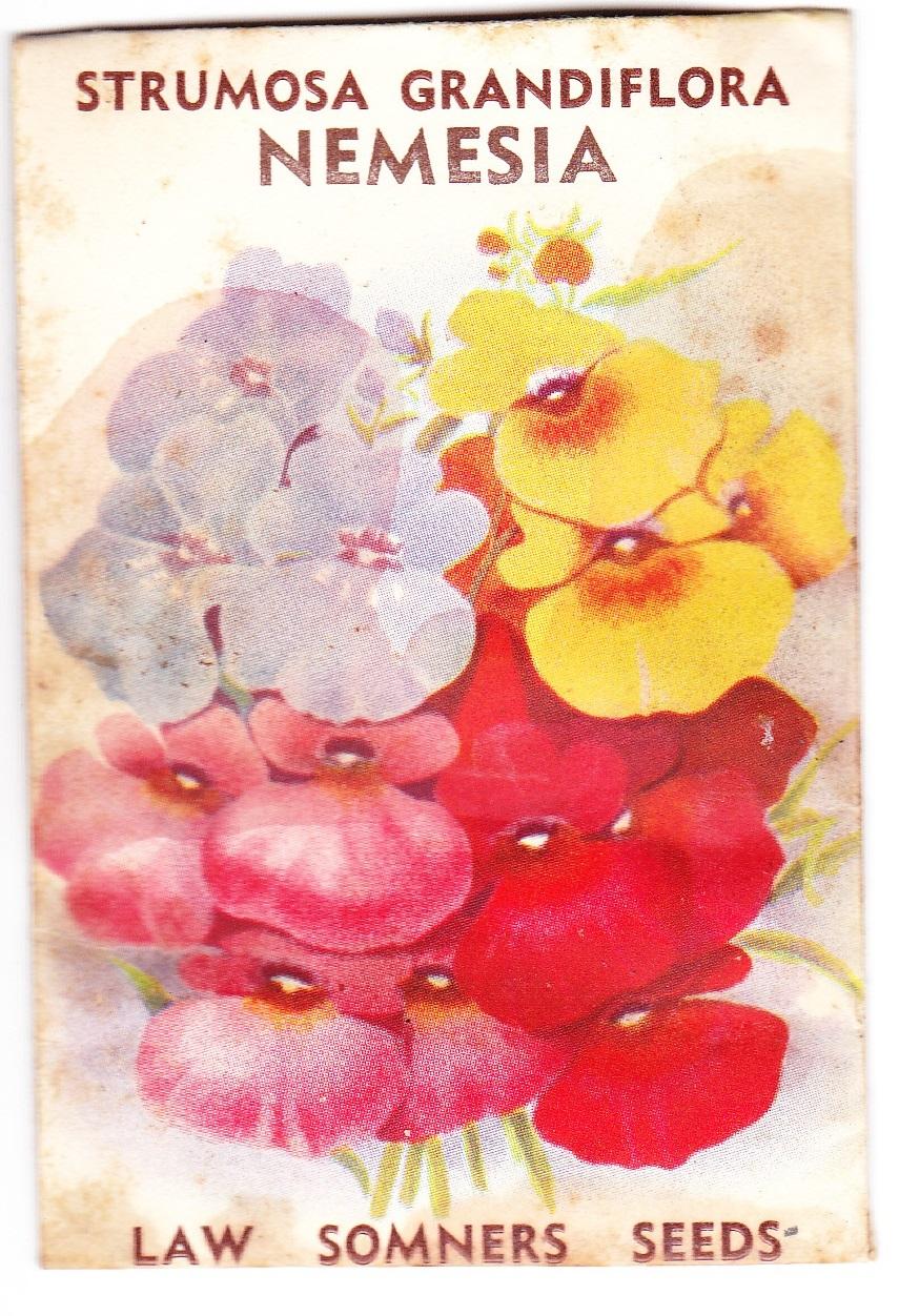 Packet of Strumosa Grandiflora - Nemesia seeds 