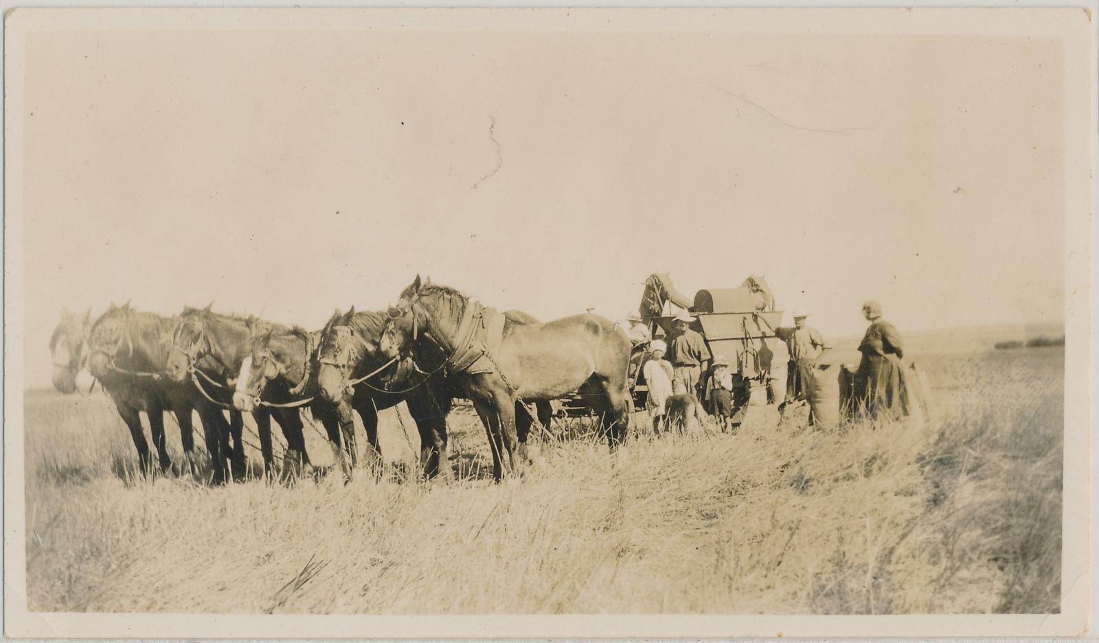 Team of Horses Pulling a Harvester