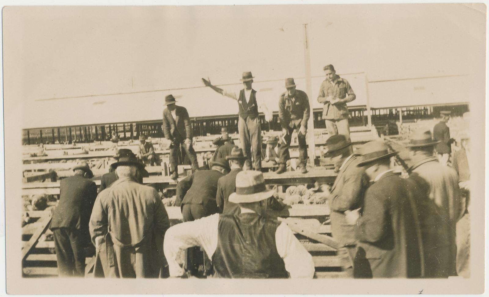 Auctioneers at Saleyards