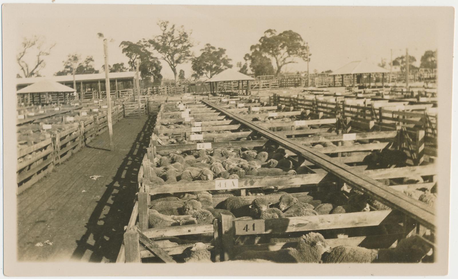 Sheep in Pens