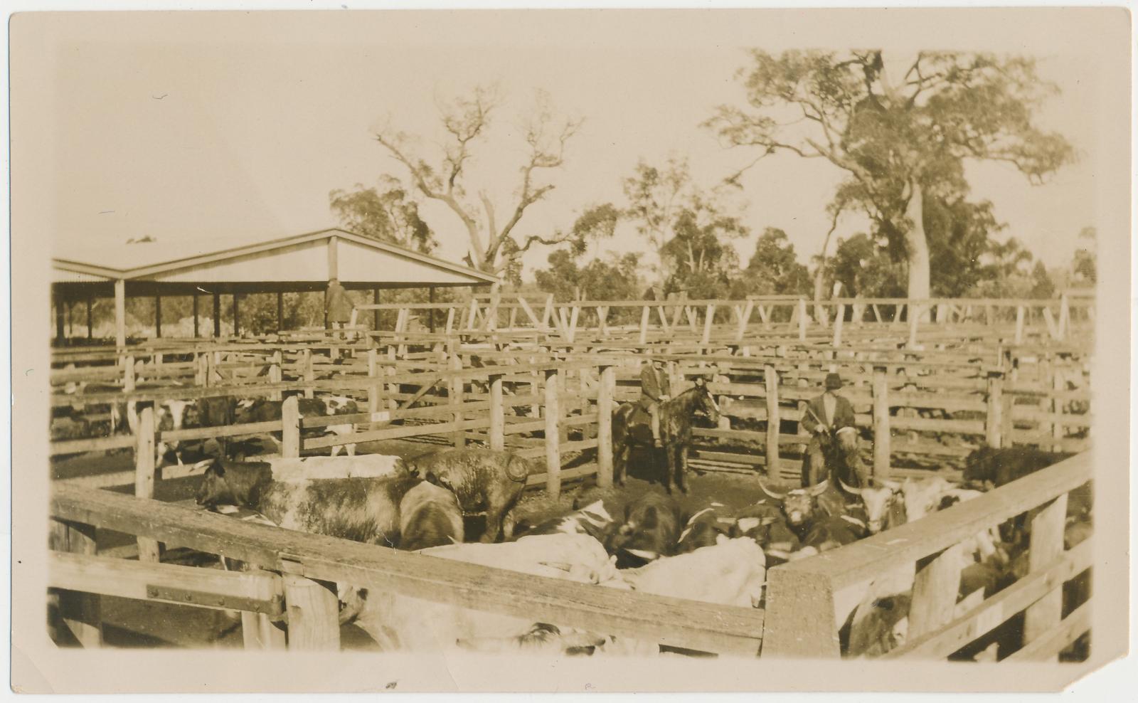 Cattle in Pens