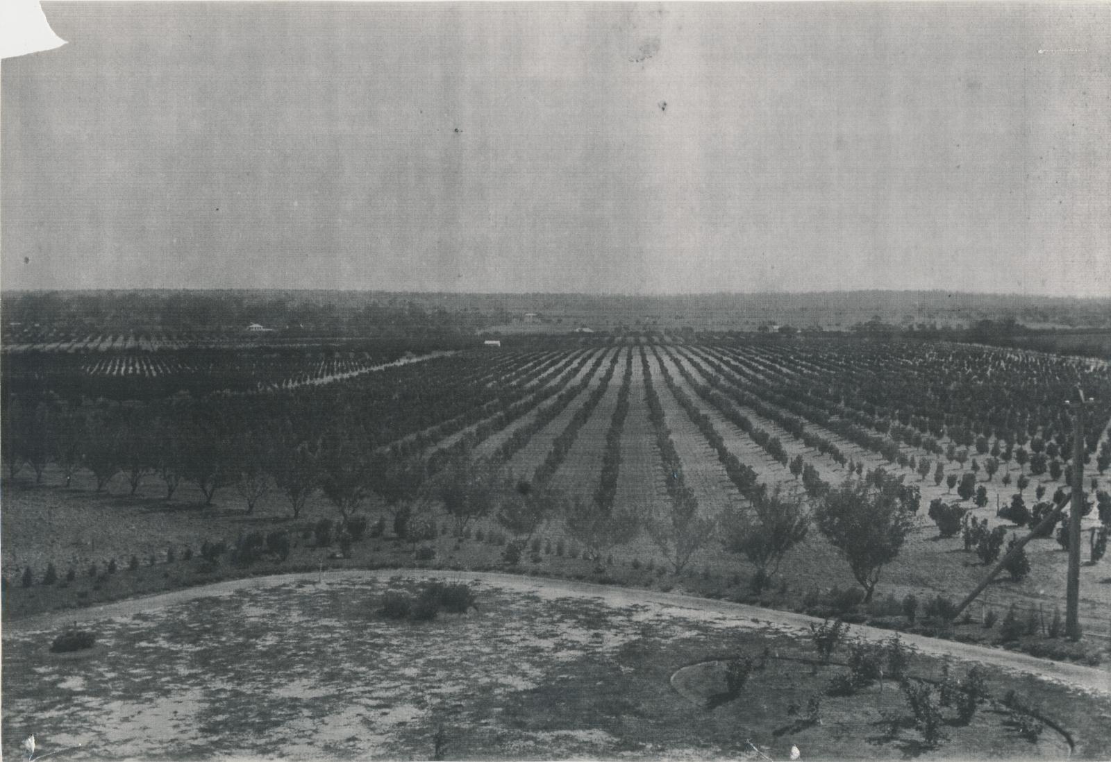 Frederick Piesse's Fruit and Vineyards