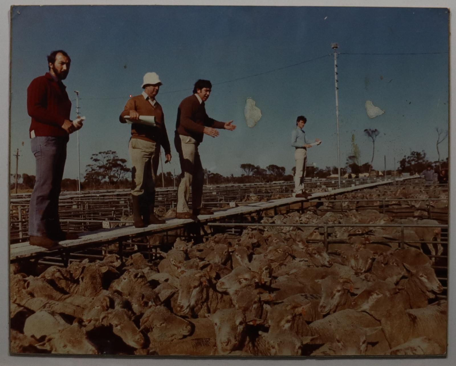 Katanning Sale Yards