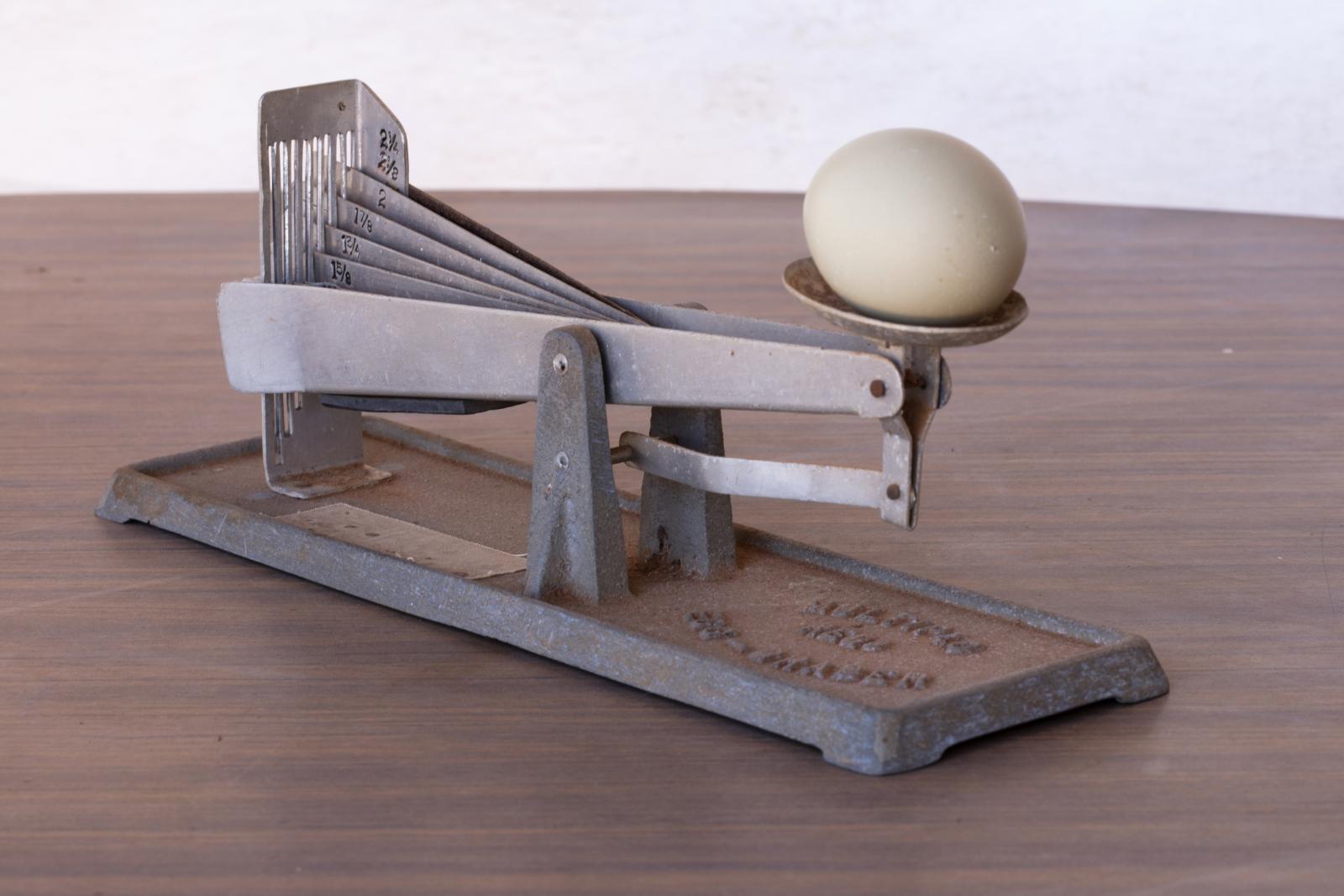 Metal scales weighing an egg