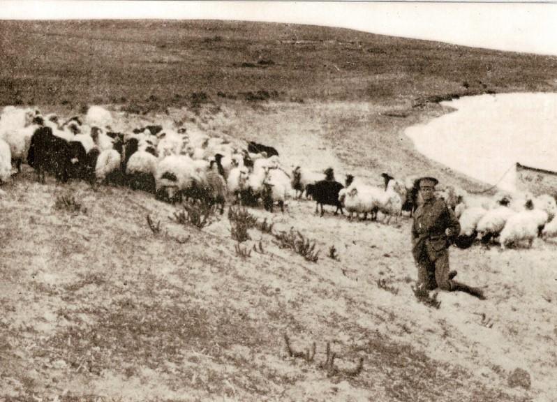 Sheep-on-Imbros