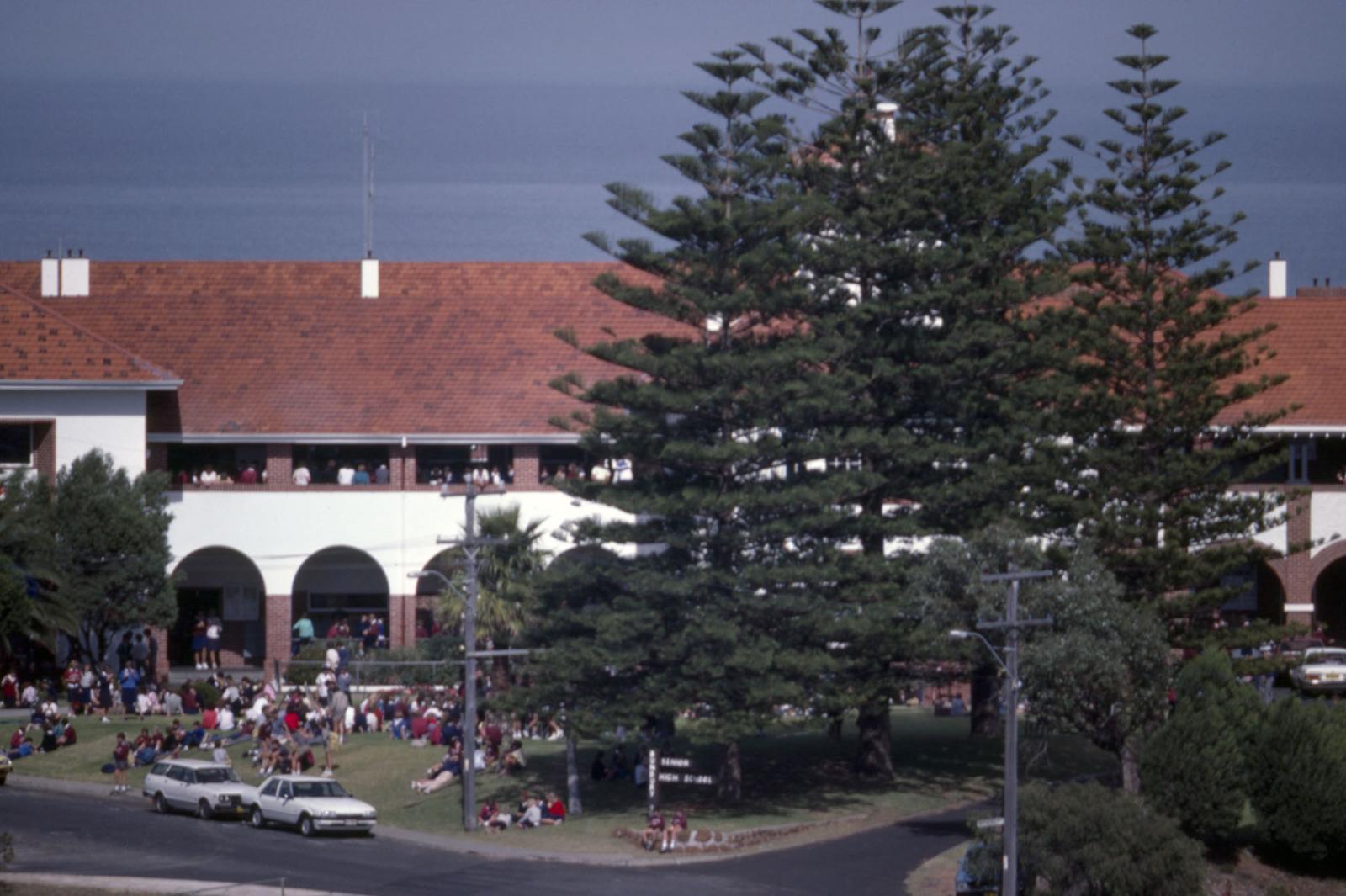 Bunbury Senior High School Norlfolk Pines